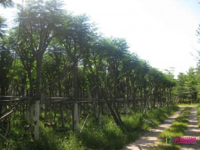 蓝花楹